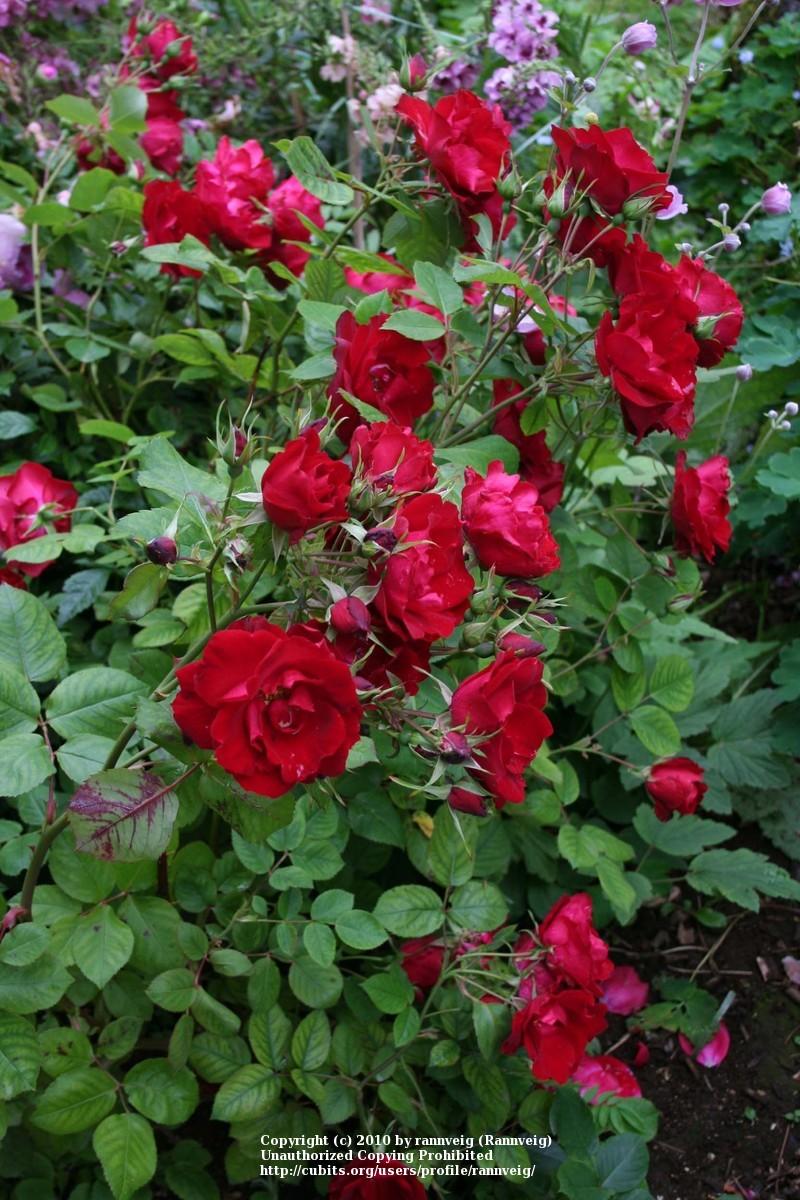 Photo of Rose (Rosa 'Champlain') uploaded by rannveig