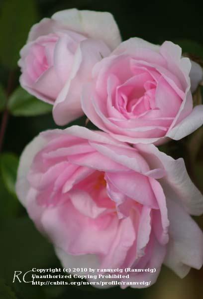 Photo of Rose (Rosa 'Celestial') uploaded by rannveig