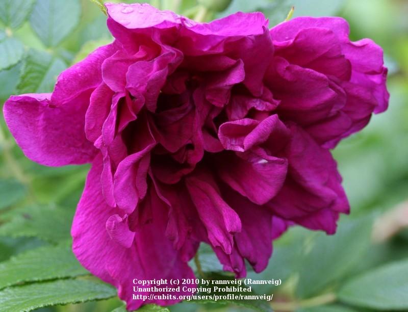 Photo of Rose (Rosa 'Roseraie de l'Hay') uploaded by rannveig