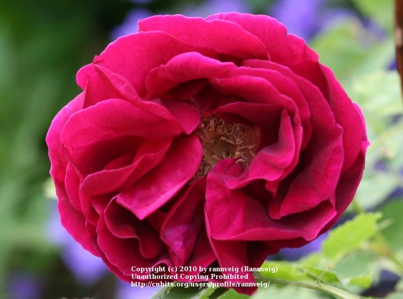 Photo of Rose (Rosa 'Cuthbert Grant') uploaded by rannveig