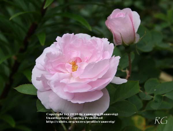 Photo of Rose (Rosa 'Celestial') uploaded by rannveig