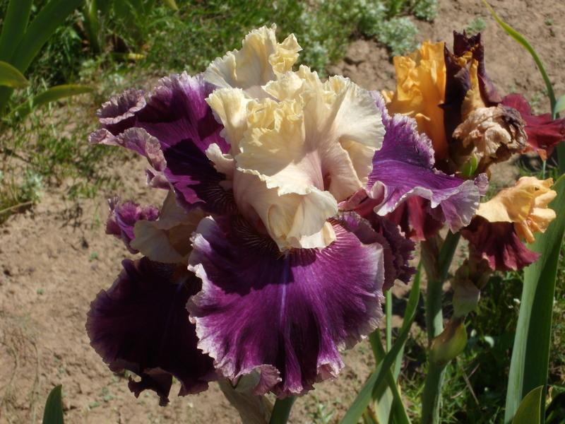 Photo of Tall Bearded Iris (Iris 'Hold My Hand') uploaded by Betja