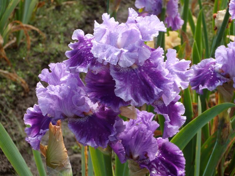 Photo of Tall Bearded Iris (Iris 'Glad All Over') uploaded by Betja