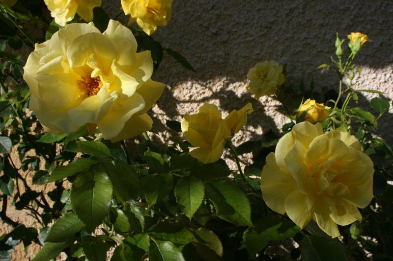 Photo of Pernetiana Rose (Rosa 'Julien Potin') uploaded by CLUSIANA