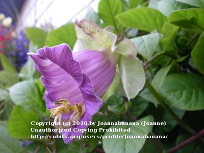 Photo of Cup and Saucer Vine (Cobaea scandens) uploaded by Joannabanana