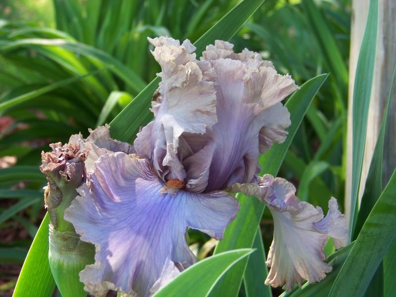 Photo of Tall Bearded Iris (Iris 'Stop Flirting') uploaded by mattsmom
