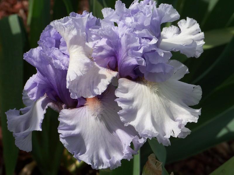 Photo of Tall Bearded Iris (Iris 'Adoregon') uploaded by mattsmom