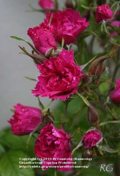 Photo of Rose (Rosa 'F.J. Grootendorst') uploaded by rannveig