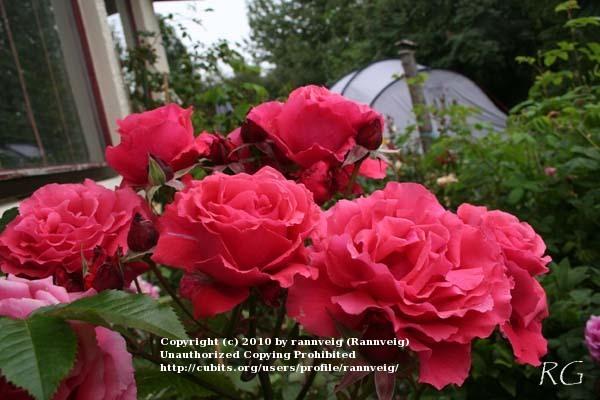 Photo of Rose (Rosa 'Fragrant Cloud') uploaded by rannveig