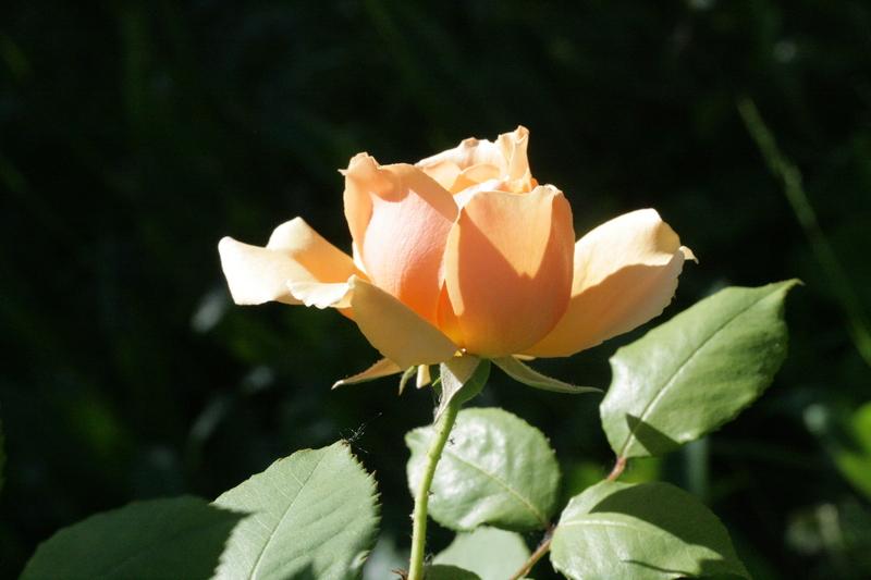 Photo of Rose (Rosa 'Angele Pernet') uploaded by CLUSIANA