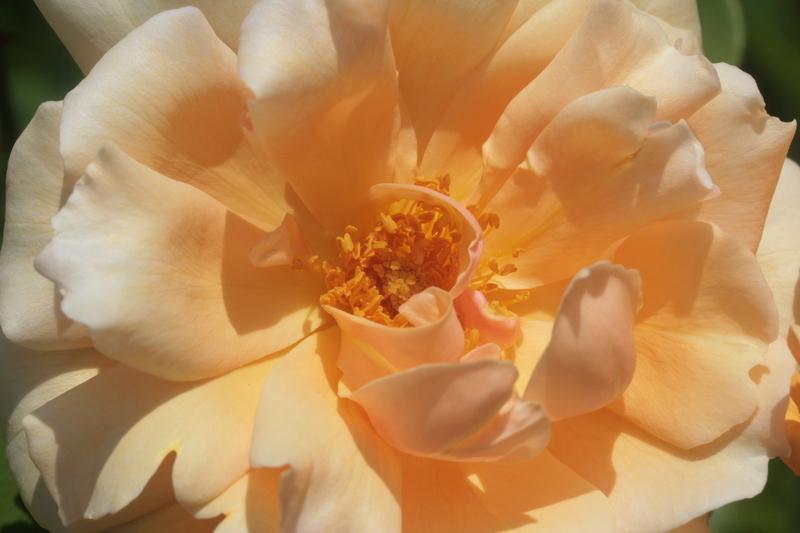 Photo of Rose (Rosa 'Angele Pernet') uploaded by CLUSIANA