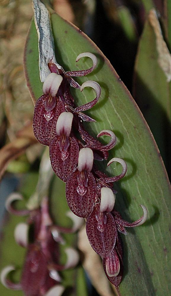 Photo of Orchid (Acianthera strupifolia) uploaded by Ursula