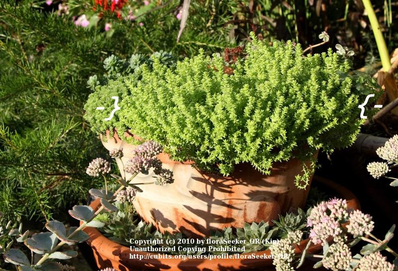 Photo of Goldmoss Stonecrop (Sedum acre) uploaded by floraSeeker_OR