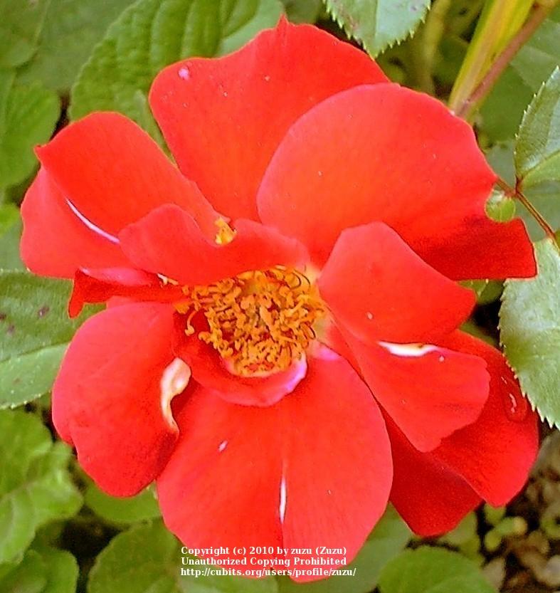 Photo of Rose (Rosa 'Paprika 1995') uploaded by zuzu