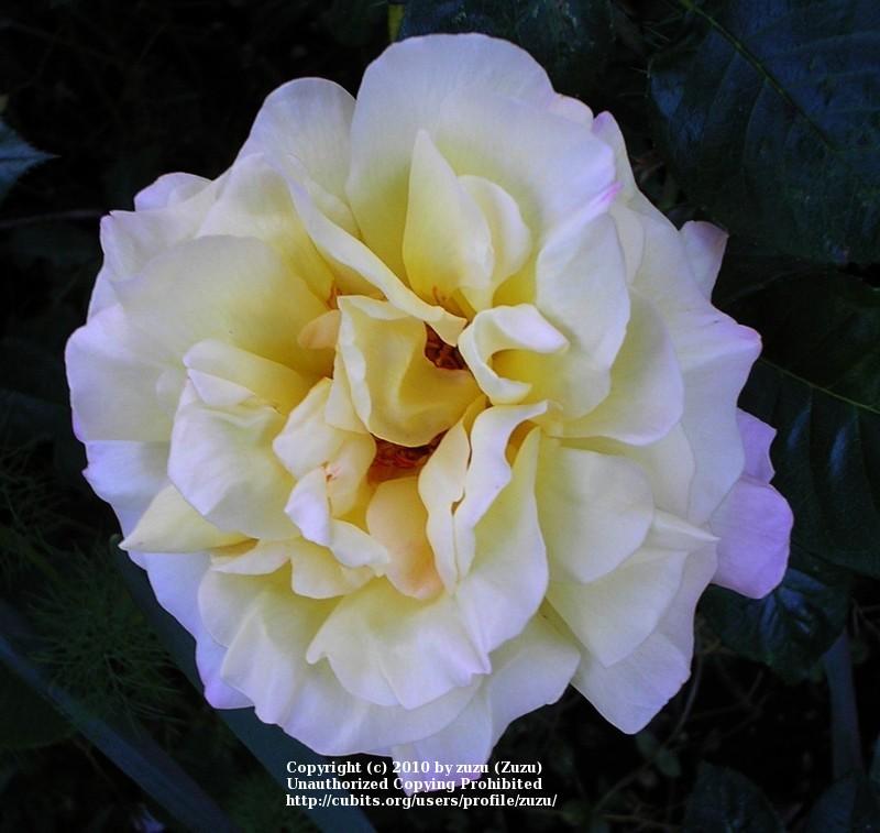 Photo of Rose (Rosa 'Peace, Cl.') uploaded by zuzu