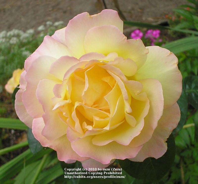 Photo of Hybrid Tea Rose (Rosa 'Peace') uploaded by zuzu
