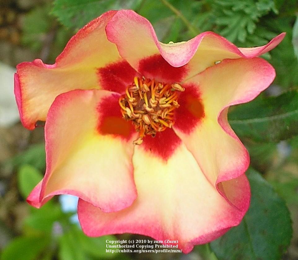 Photo of Rose (Rosa 'Persian Autumn') uploaded by zuzu