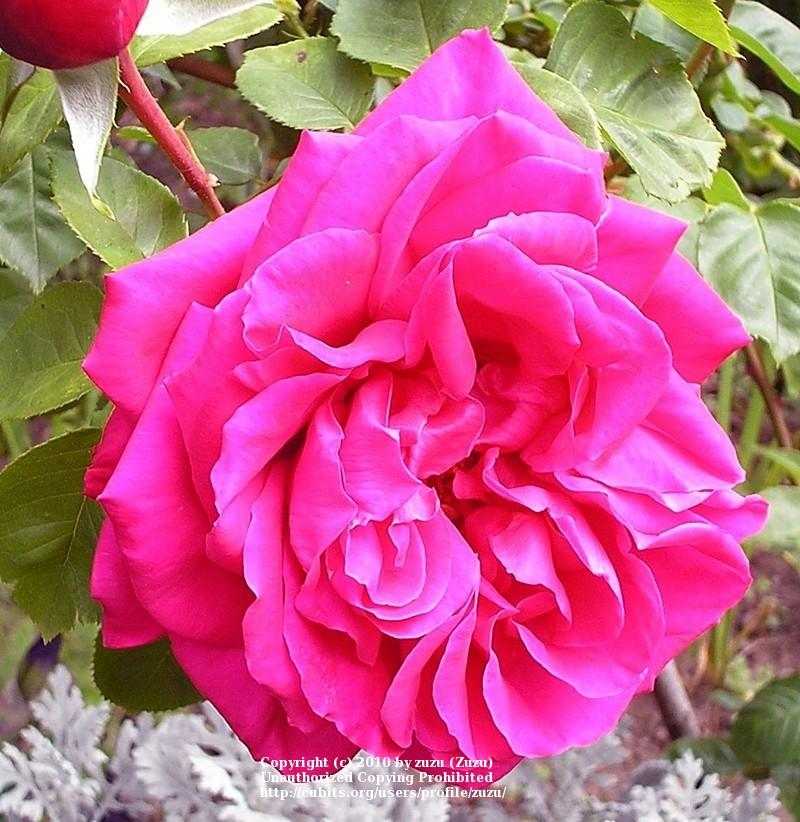 Photo of Rose (Rosa 'Pink Peace') uploaded by zuzu