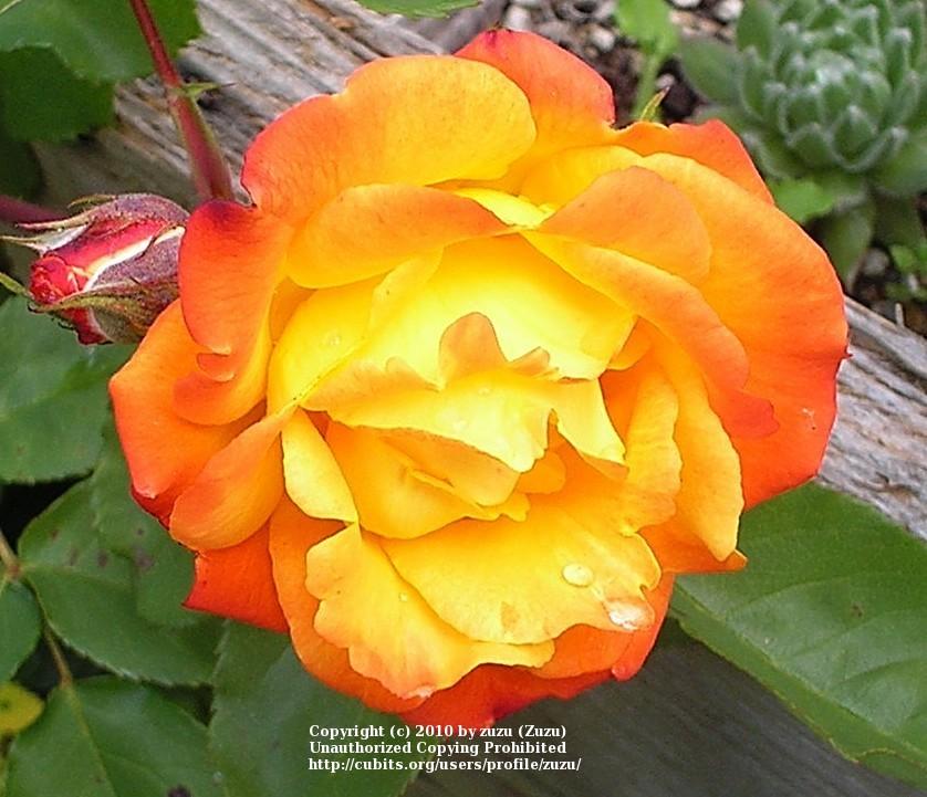Photo of Rose (Rosa 'Pinata') uploaded by zuzu