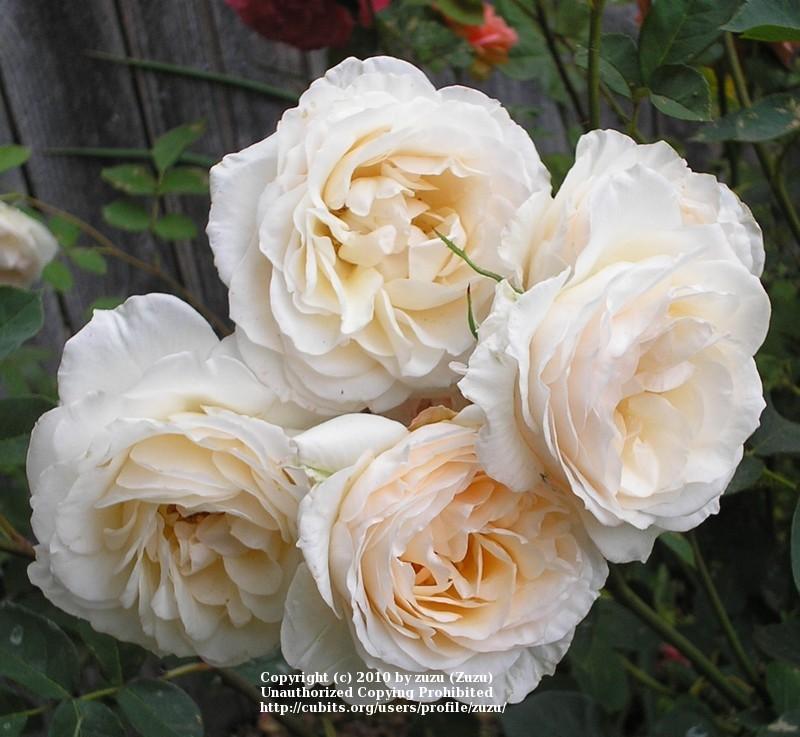 Photo of Rose (Rosa 'Perdita') uploaded by zuzu