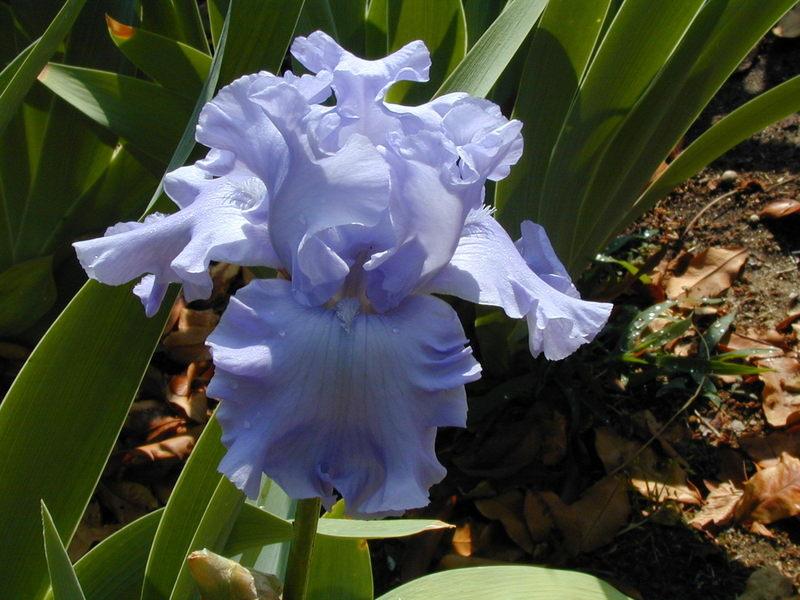Photo of Tall Bearded Iris (Iris 'Abiqua Falls') uploaded by Betja
