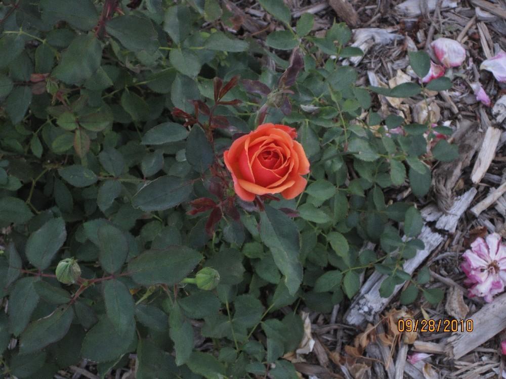 Photo of Rose (Rosa 'Tuscan Sun') uploaded by Skiekitty