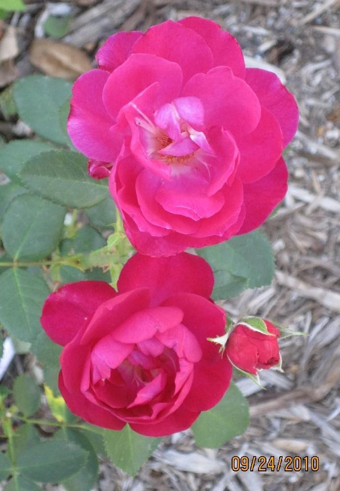 Photo of Rose (Rosa 'Purple Heart') uploaded by Skiekitty