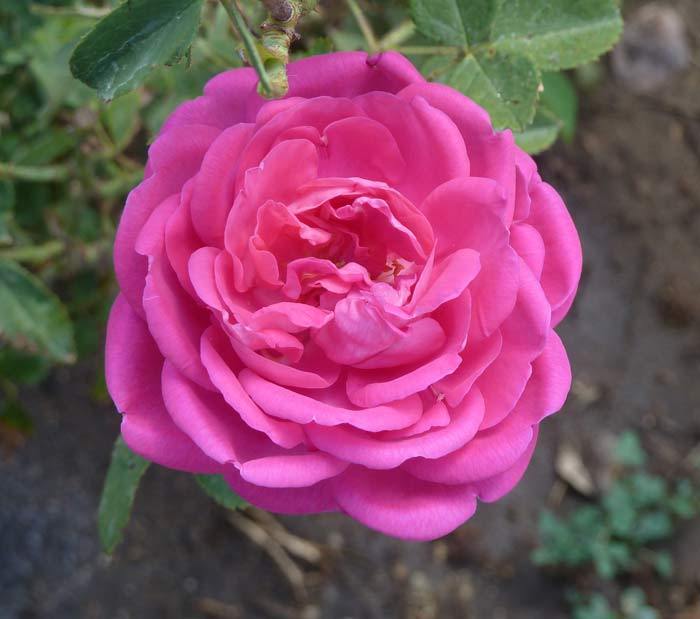 Photo of Rose (Rosa 'Baronne Prevost') uploaded by Steve812