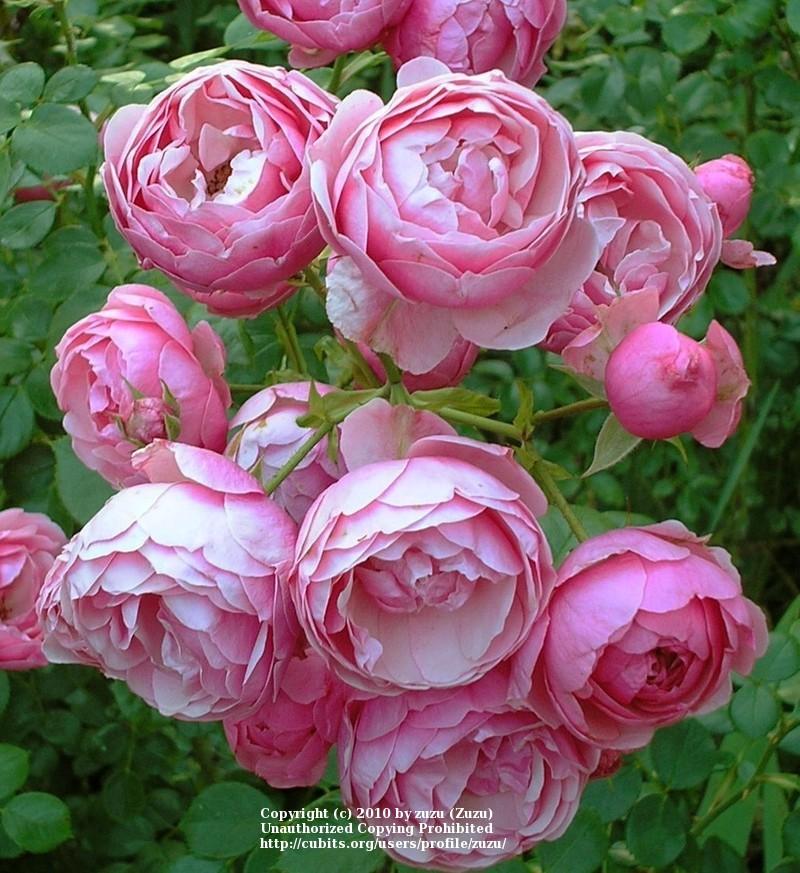 Photo of Rose (Rosa 'Pomponella') uploaded by zuzu