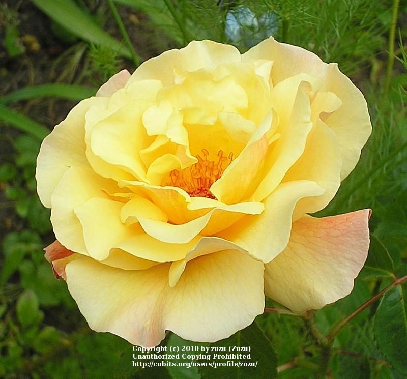 Photo of Rose (Rosa 'Postillion') uploaded by zuzu