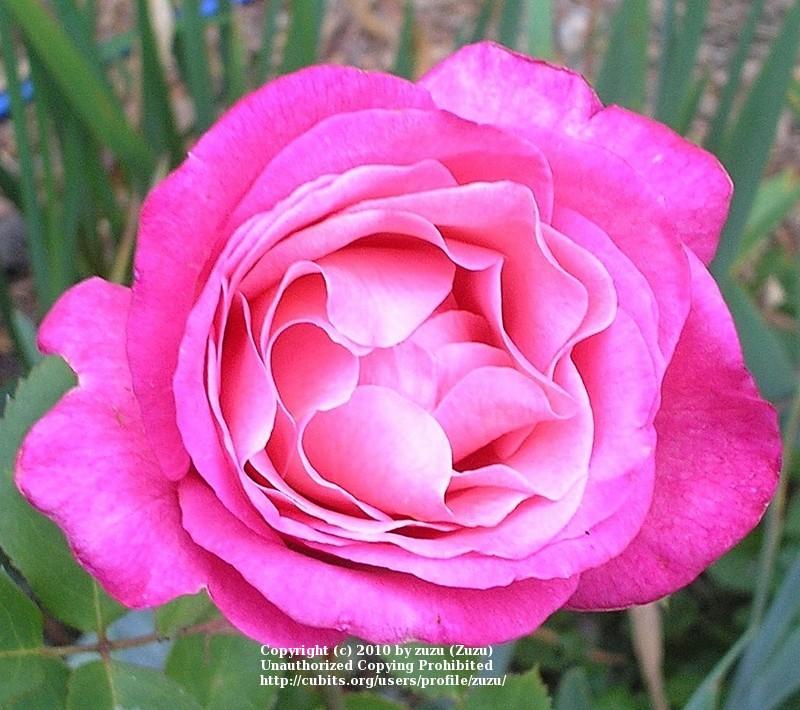 Photo of Rose (Rosa 'Portrait') uploaded by zuzu