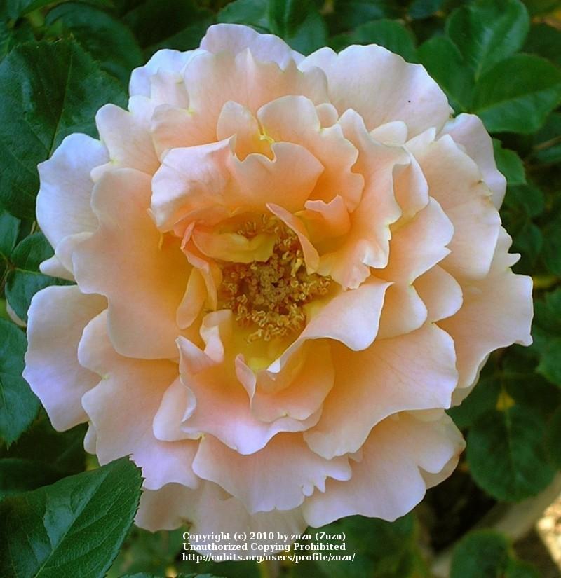 Photo of Rose (Rosa 'Polka') uploaded by zuzu