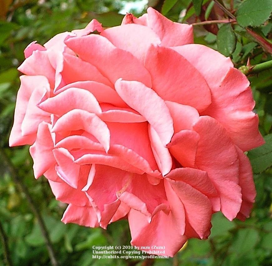 Photo of Rose (Rosa 'Pleasure') uploaded by zuzu