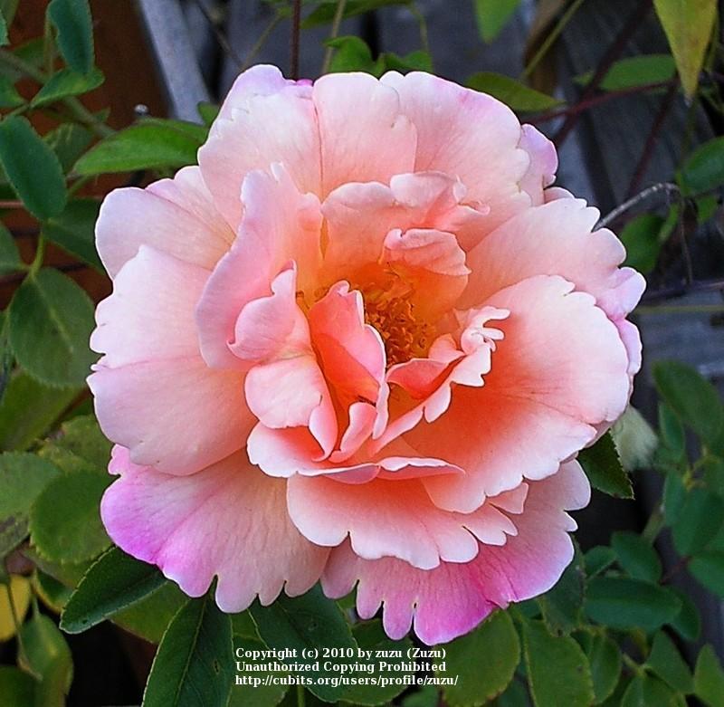 Photo of Rose (Rosa 'Pink Pillar') uploaded by zuzu