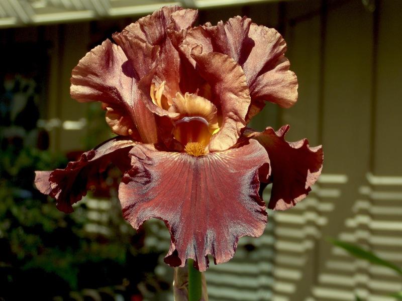 Photo of Tall Bearded Iris (Iris 'Chocolate Ecstasy') uploaded by Betja
