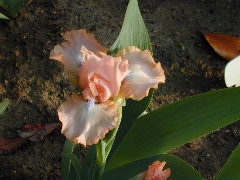 Photo of Standard Dwarf Bearded Iris (Iris 'Pinkster') uploaded by Betja