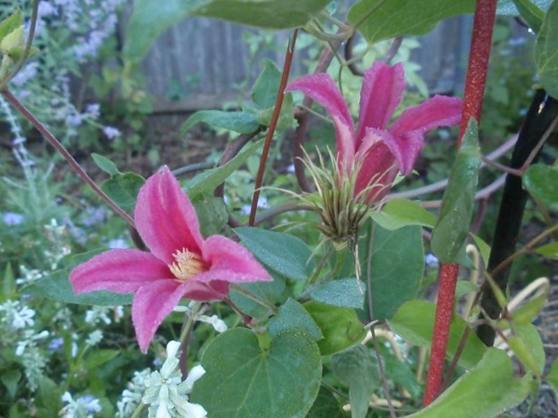 Photo of Clematis (Clematis texensis 'Princess Diana') uploaded by canadanna