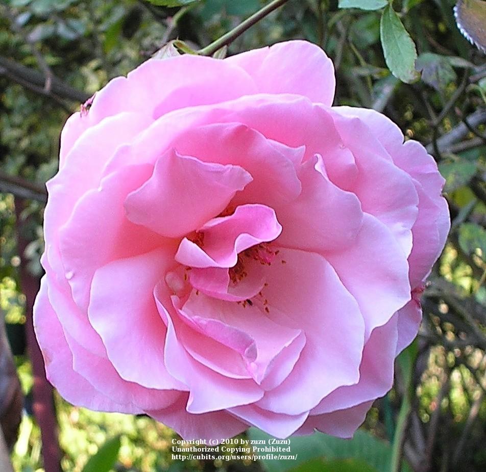 Photo of Rose (Rosa 'Queen Elizabeth') uploaded by zuzu