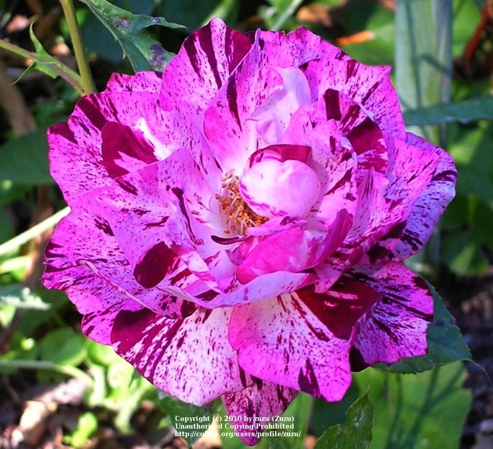 Photo of Rose (Rosa 'Purple Tiger') uploaded by zuzu
