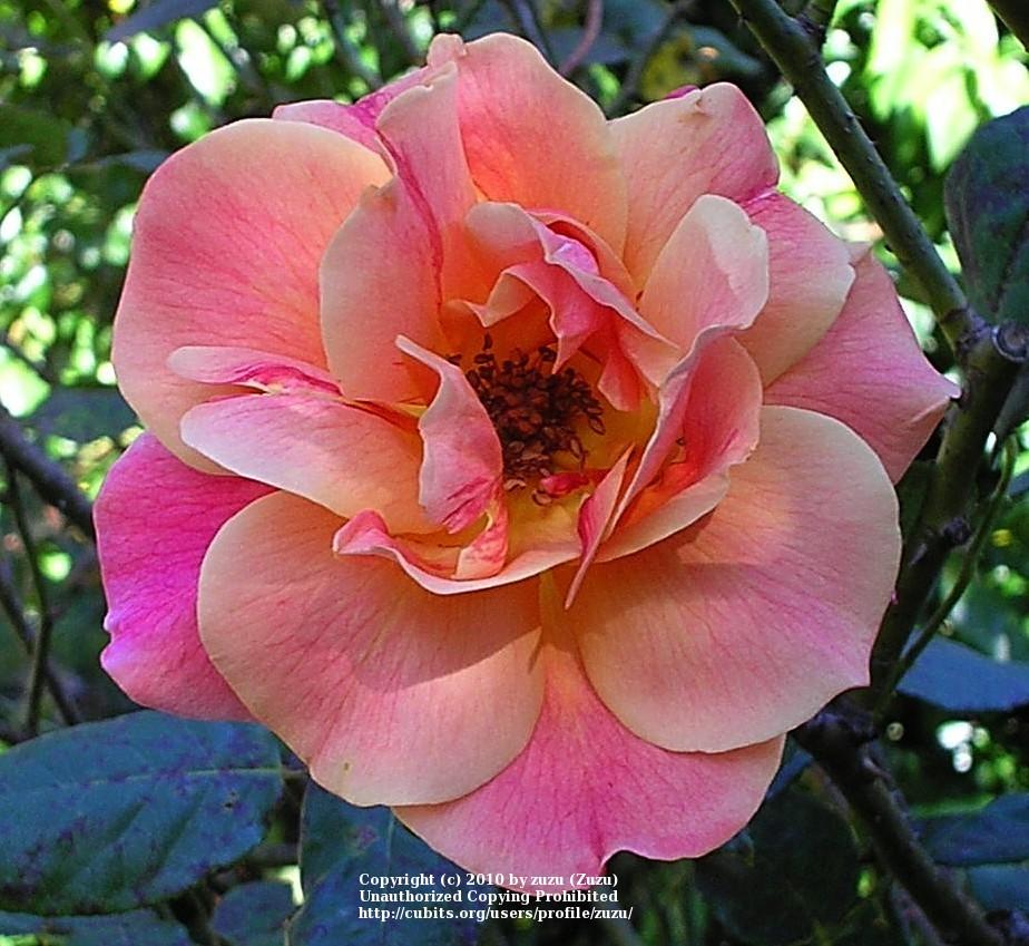 Photo of Rose (Rosa 'President Herbert Hoover') uploaded by zuzu