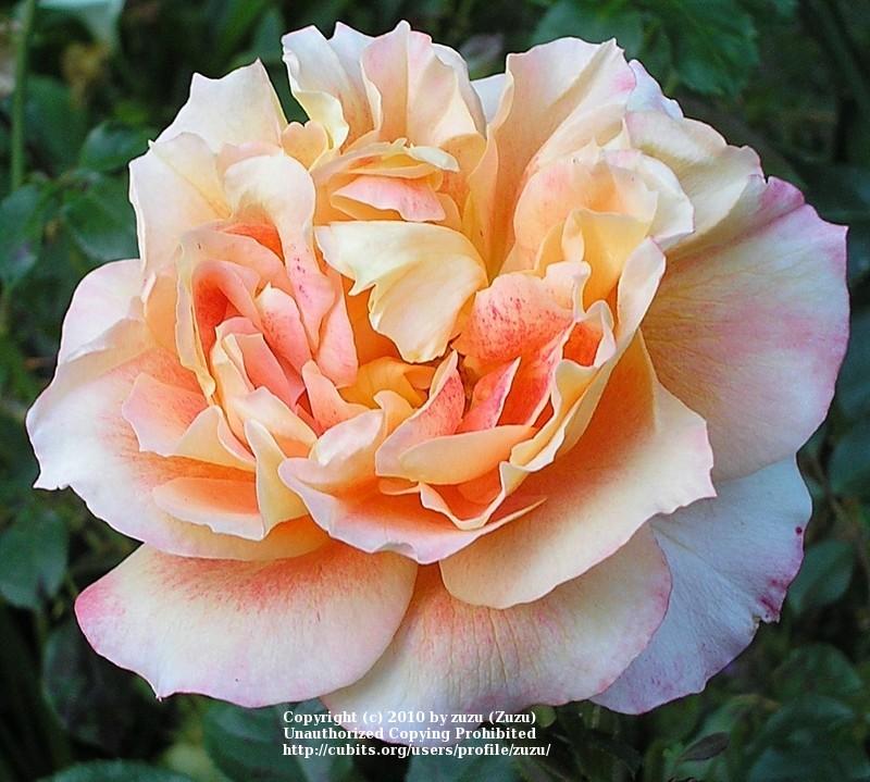 Photo of Rose (Rosa 'Pure Poetry') uploaded by zuzu