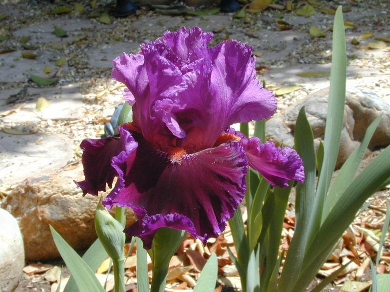 Photo of Tall Bearded Iris (Iris 'Accessible') uploaded by Betja