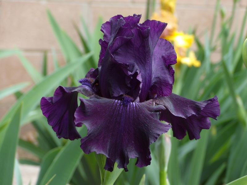 Photo of Tall Bearded Iris (Iris 'Ozark Rebounder') uploaded by Betja
