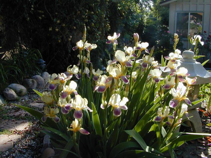 Photo of Intermediate Bearded Iris (Iris 'Loreley') uploaded by Betja