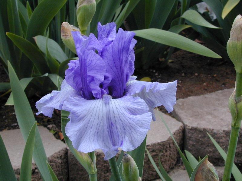 Photo of Tall Bearded Iris (Iris 'Poet's Rhyme') uploaded by Betja