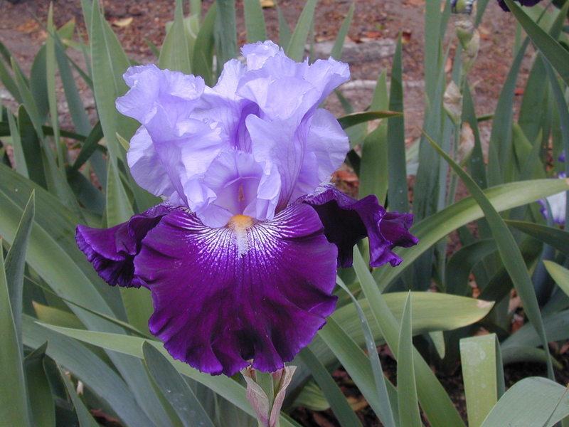 Photo of Tall Bearded Iris (Iris 'Visual Intrigue') uploaded by Betja