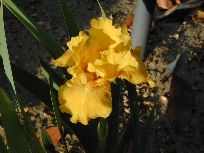 Photo of Intermediate Bearded Iris (Iris 'Hot Glow') uploaded by Betja
