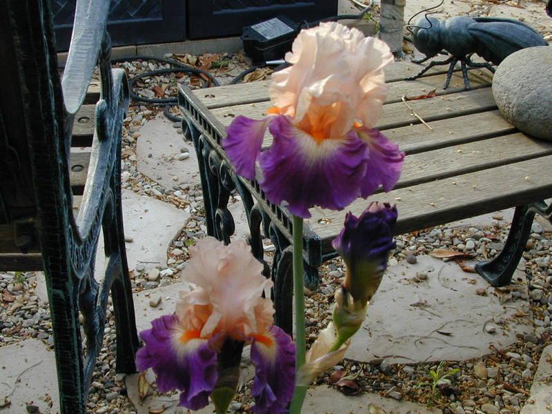 Photo of Tall Bearded Iris (Iris 'Gitano') uploaded by Betja