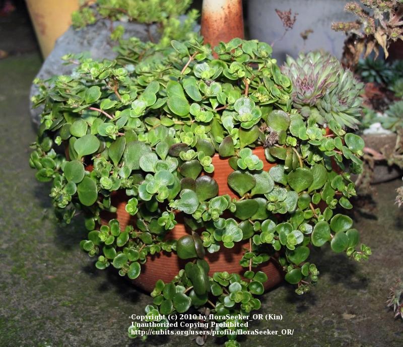 Photo of Chinese Stonecrop (Sedum tetractinum 'Coral Reef') uploaded by floraSeeker_OR