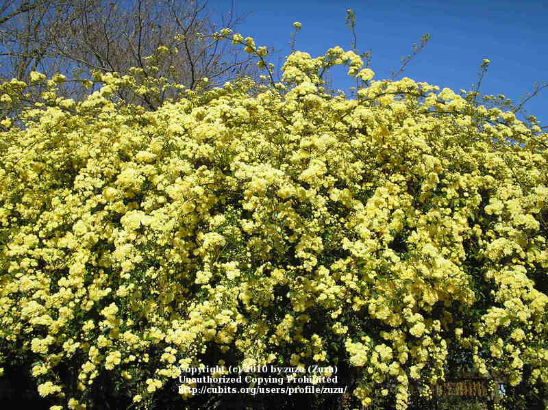 Photo of Lady Banks Yellow (Rosa banksiae 'Lutea') uploaded by zuzu